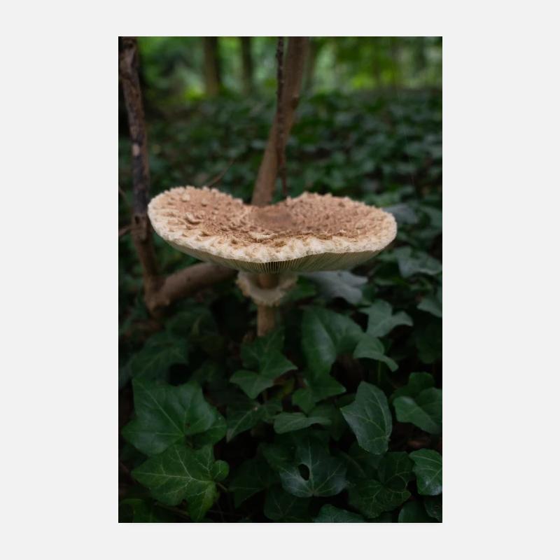 Schirmpilz im Wald - Poster 20x30 cm - Weiß