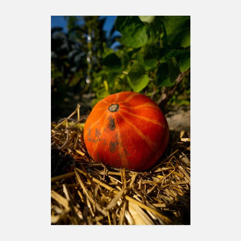 Citrouille sur paille. Poster 20 x 30 cm
