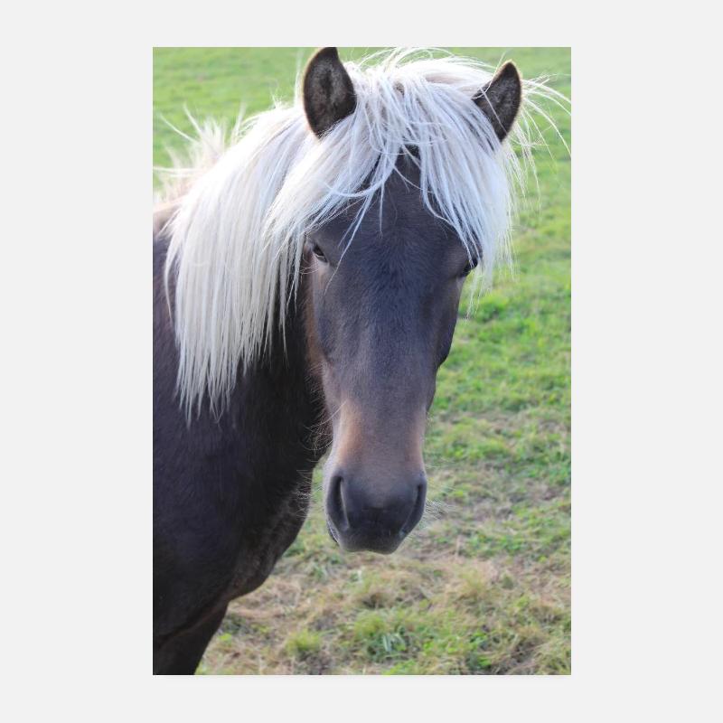 Affiche Cheval Cheval - Poster 20 x 30 cm - blanc