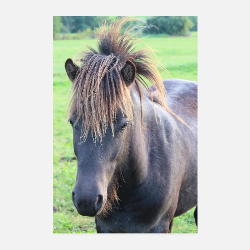 Pferd Pferdeposter Poster 20x30 cm