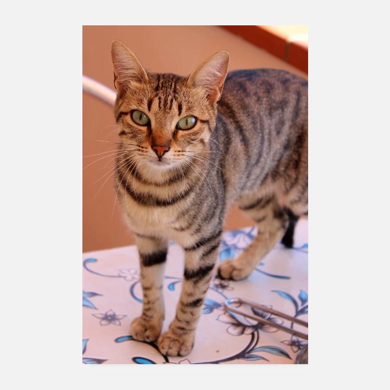 Cat Kitten Poster 8" x 12" (20x30 cm)
