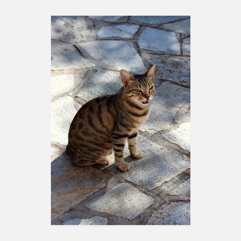 Cat Kitten Poster 8" x 12" (20x30 cm)