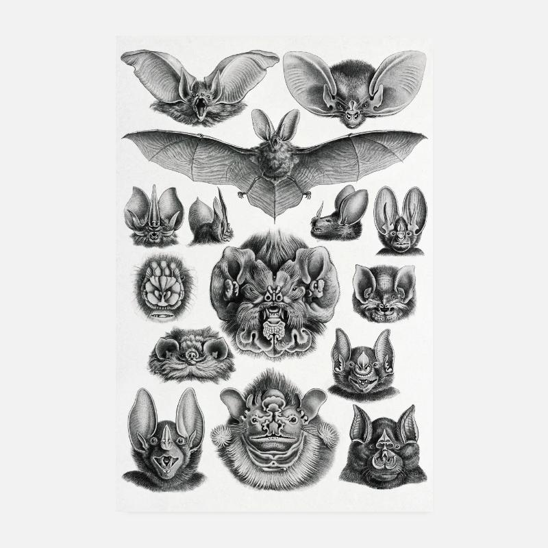 Bat Infographic Drawing Vintage Poster 8" x 12" (20x30 cm)