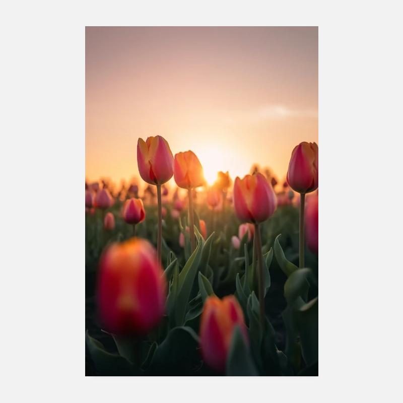 Tulip field at sunset V1 Poster 8" x 12" (20x30 cm)