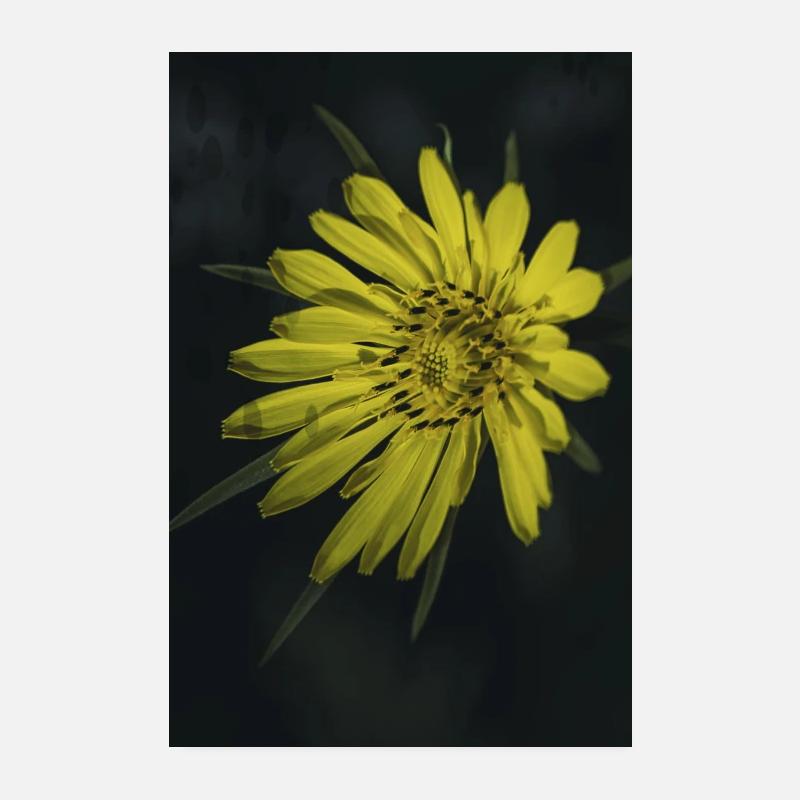 Fleur sauvage jaune. Poster 20 x 30 cm