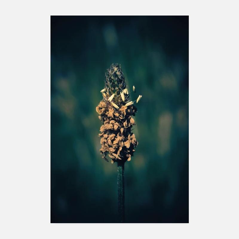 Herbe à fleurs. - Poster 20 x 30 cm - blanc