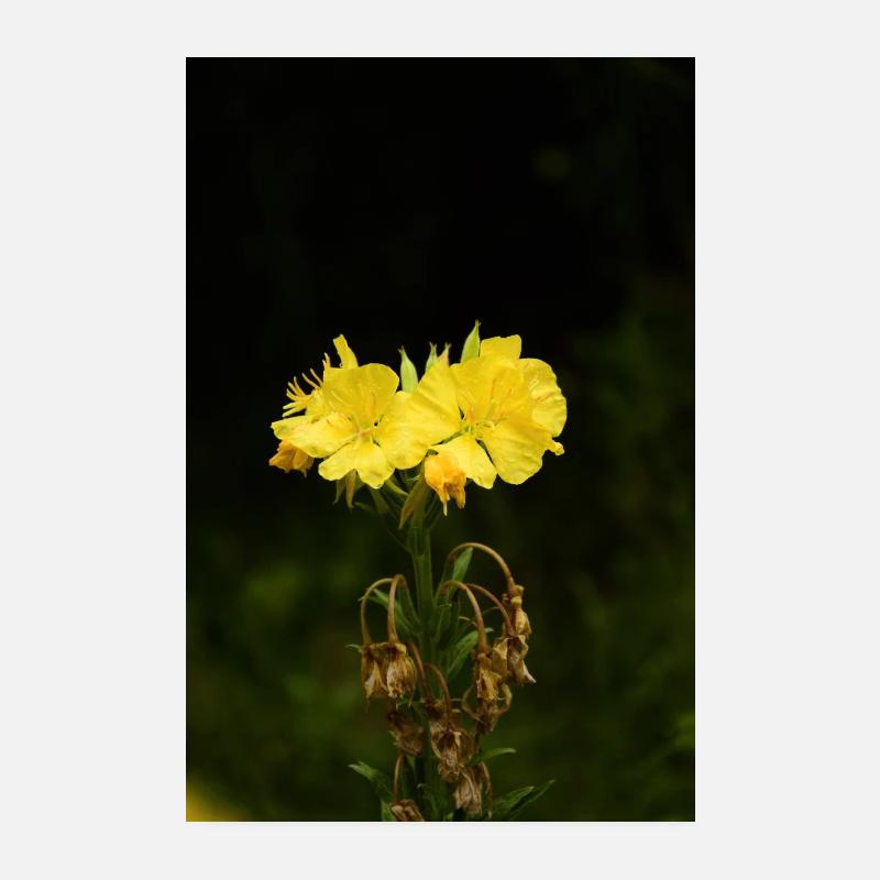 Onagre. Poster 20 x 30 cm