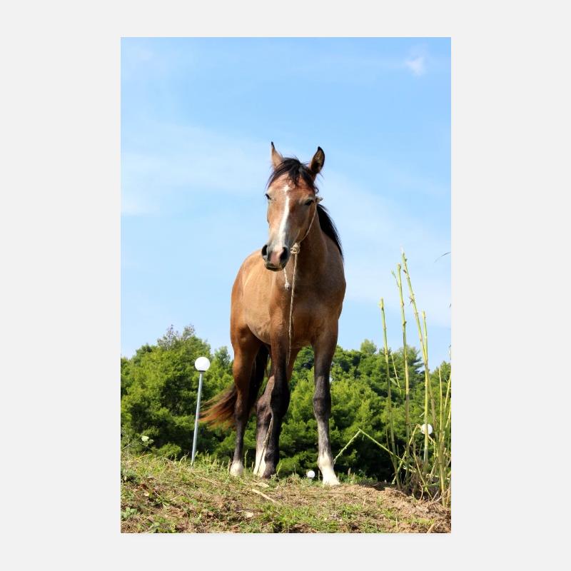 Pferd Pferdeposter Poster 20x30 cm