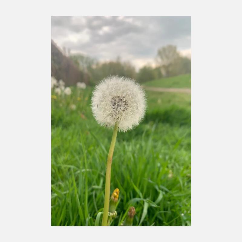 Löwenzahn - Pusteblume - Poster 20x30 cm - Weiß