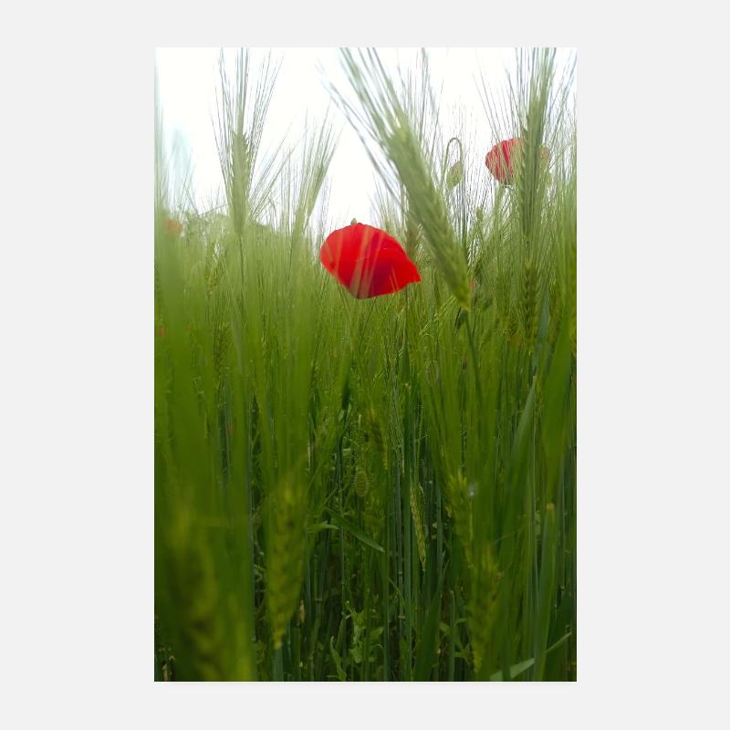 Coquelicot et blé vert Poster 20 x 30 cm