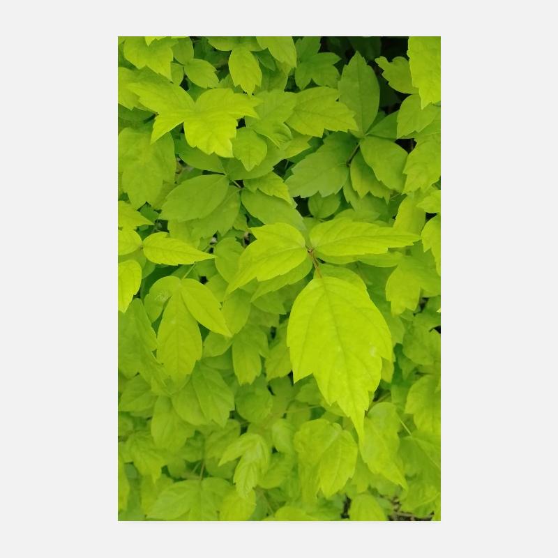 Érable frêne / Acer negundo Poster 20 x 30 cm