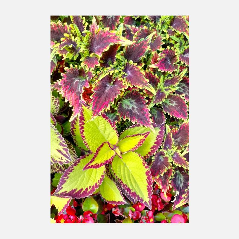 Coleus Poster 8" x 12" (20x30 cm)