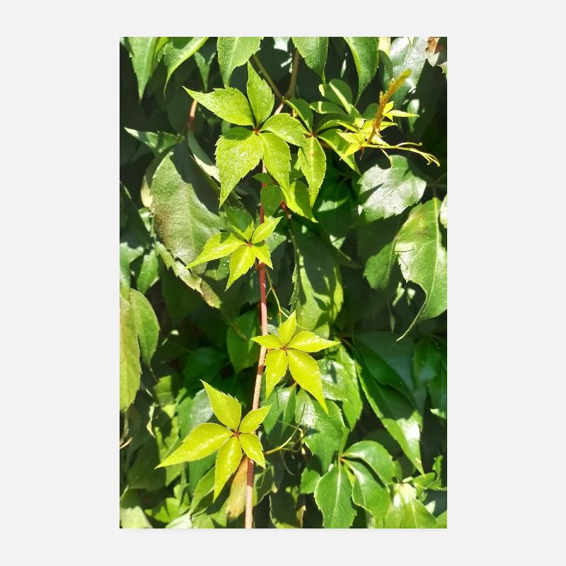 Junger Wilder Wein - Poster 20x30 cm - Weiß