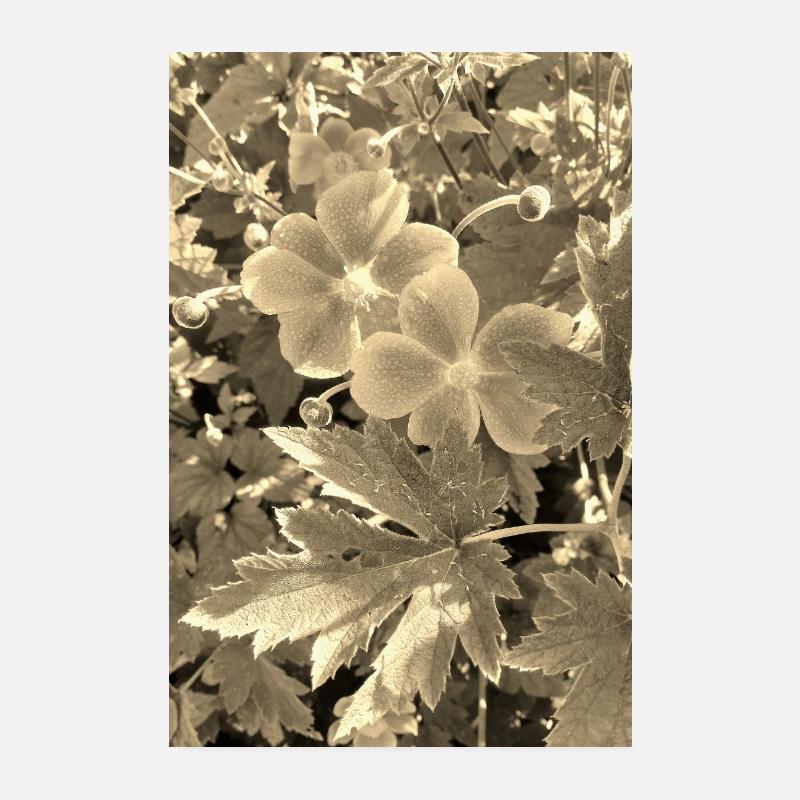 HERBST-ANEMONEN sepia Poster 20x30 cm