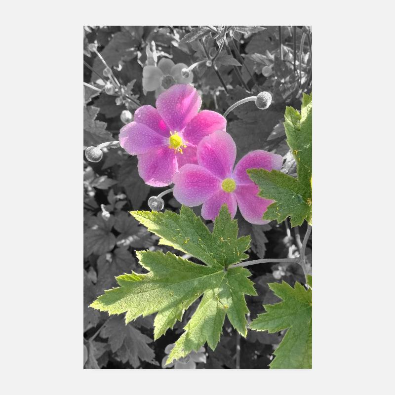 HERBST-ANEMONEN Poster 20x30 cm