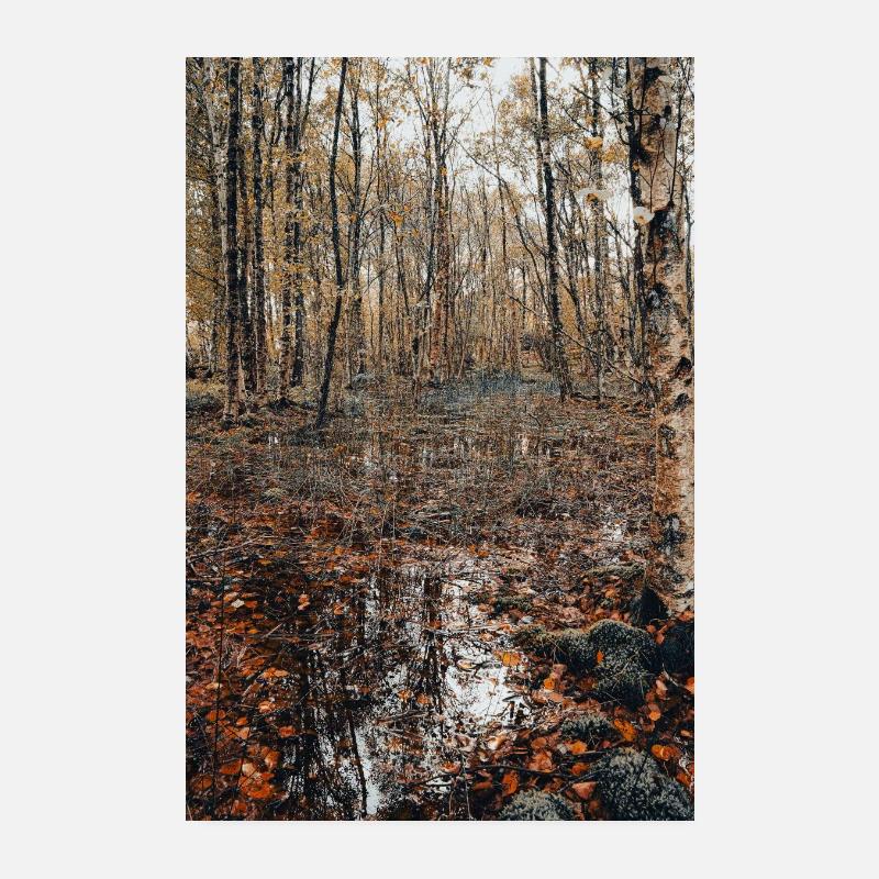 Forest Poster 8" x 12" (20x30 cm)