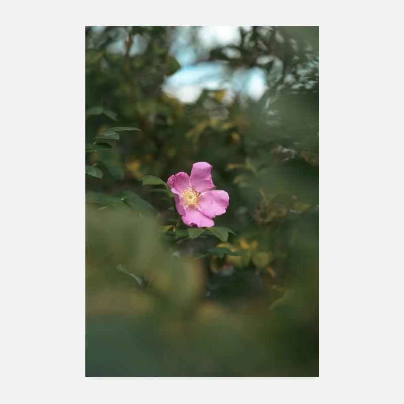 Blume Poster 20x30 cm
