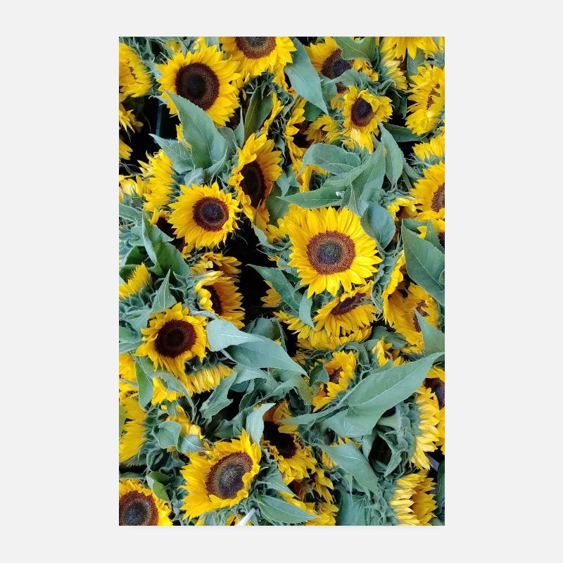 SONNENBLUMENSTIMMUNG Poster 20x30 cm