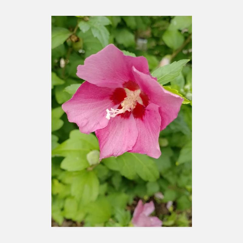 Rosa Hibiscus (Straucheibisch ) Poster 20x30 cm
