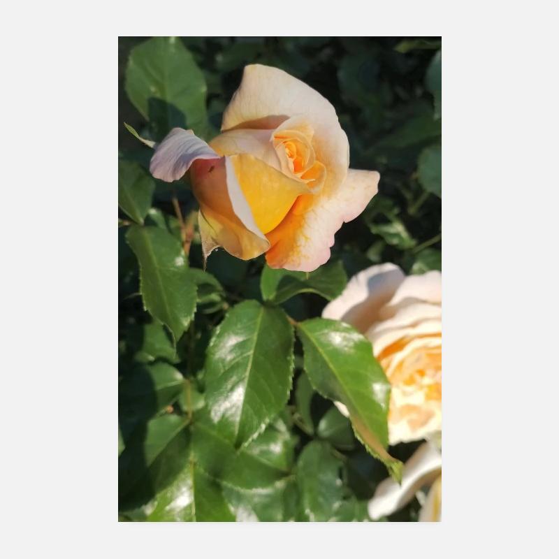 Délicat bouton de rose jaune-orange clair Poster 20 x 30 cm