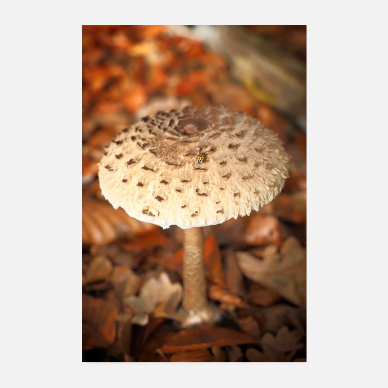 Herbst Pilz mit Marienkäfer Poster 20x30 cm
