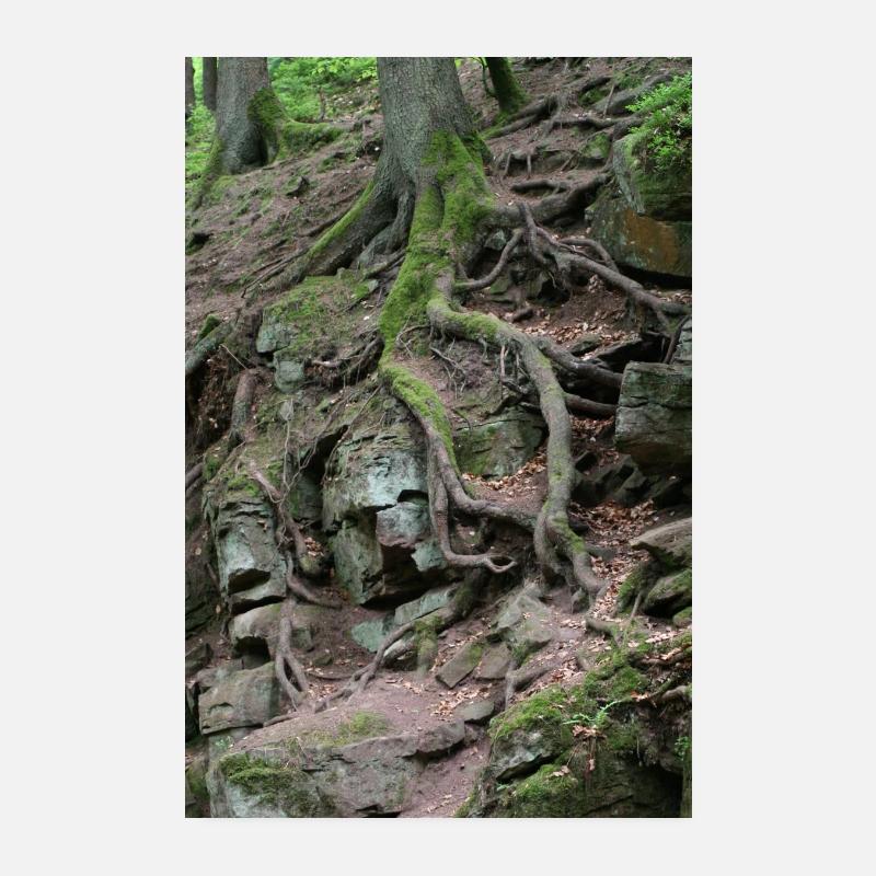 Root network in the rock forest Poster 8" x 12" (20x30 cm)