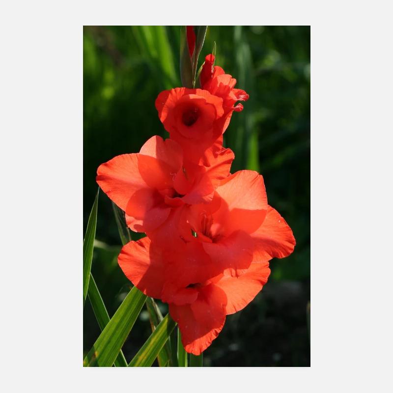 RED GLADIOLES - Poster 8" x 12" (20x30 cm) - white
