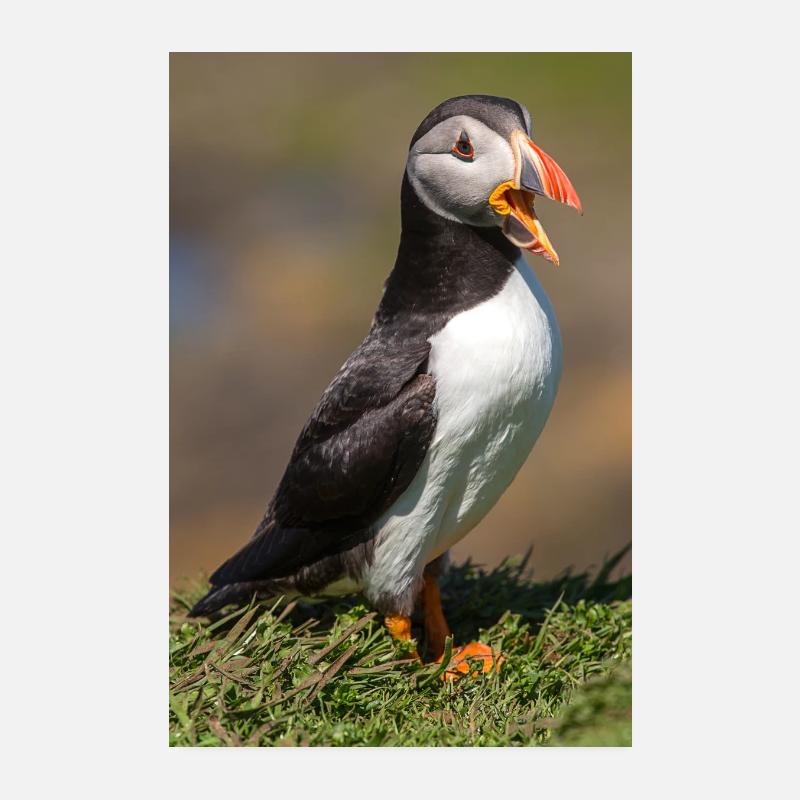 Macareux Poster 20 x 30 cm