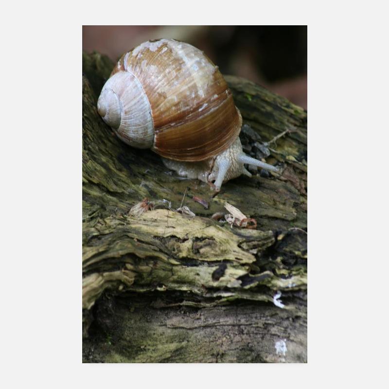 SCHNECKE Poster 20x30 cm