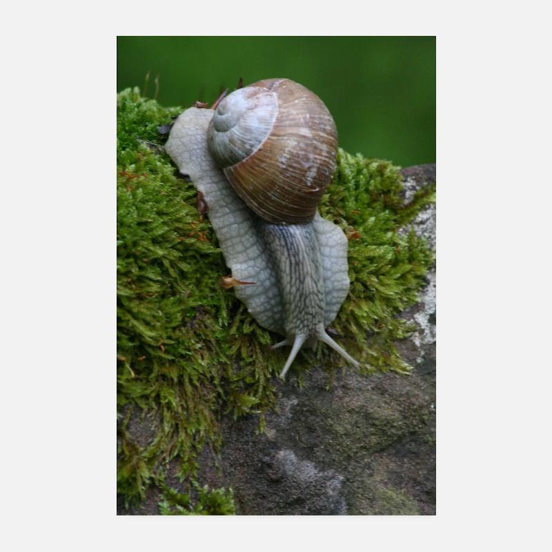 Flüstern der Schnecke im Moos Poster 20x30 cm