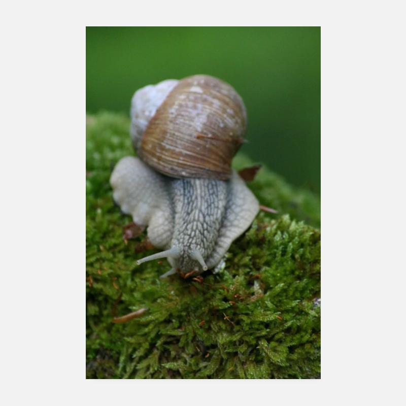 Snail on moss – close-up Poster 8" x 12" (20x30 cm)