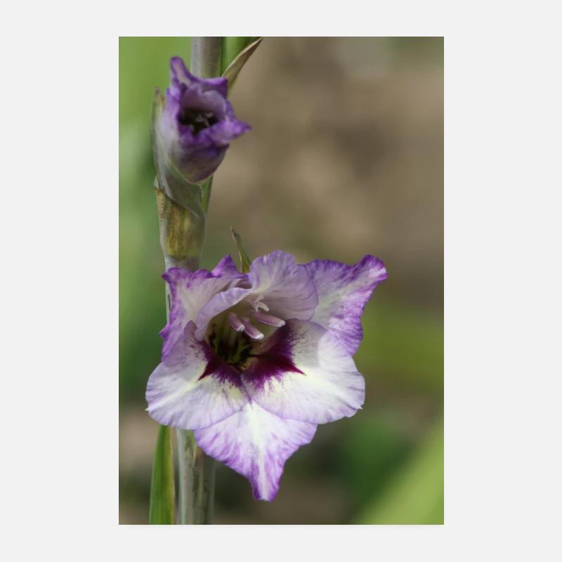 Glaïeul – amidon en fleurs Poster 20 x 30 cm