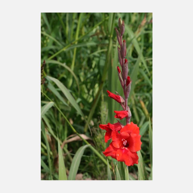 Gladiole – Stärke in Blüte Poster 20x30 cm
