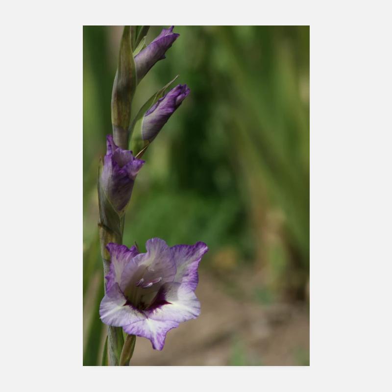Glaïeul – amidon en fleurs Poster 20 x 30 cm