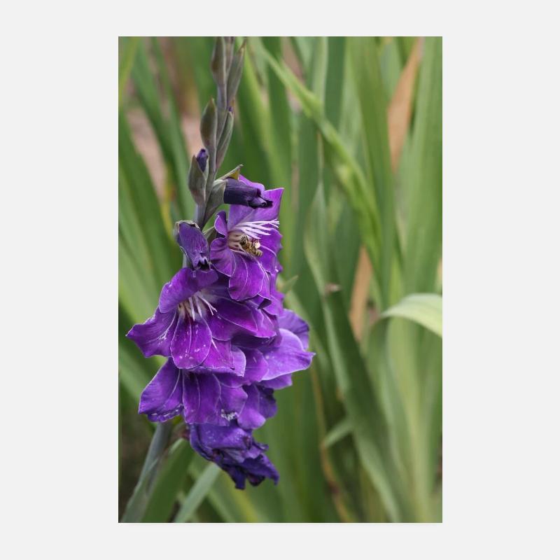 Glaïeul – amidon en fleurs Poster 20 x 30 cm