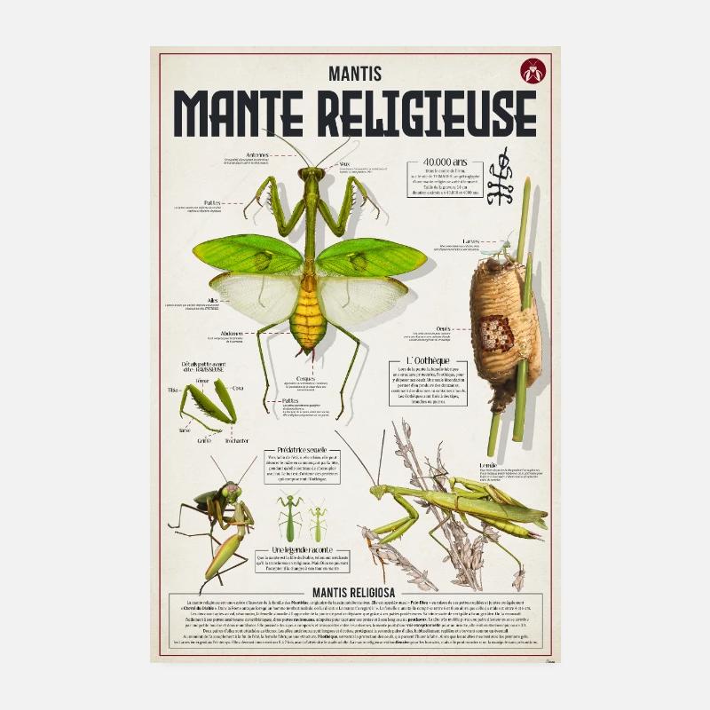 Poster Mante Religieuse Anatomie Poster 20 x 30 cm