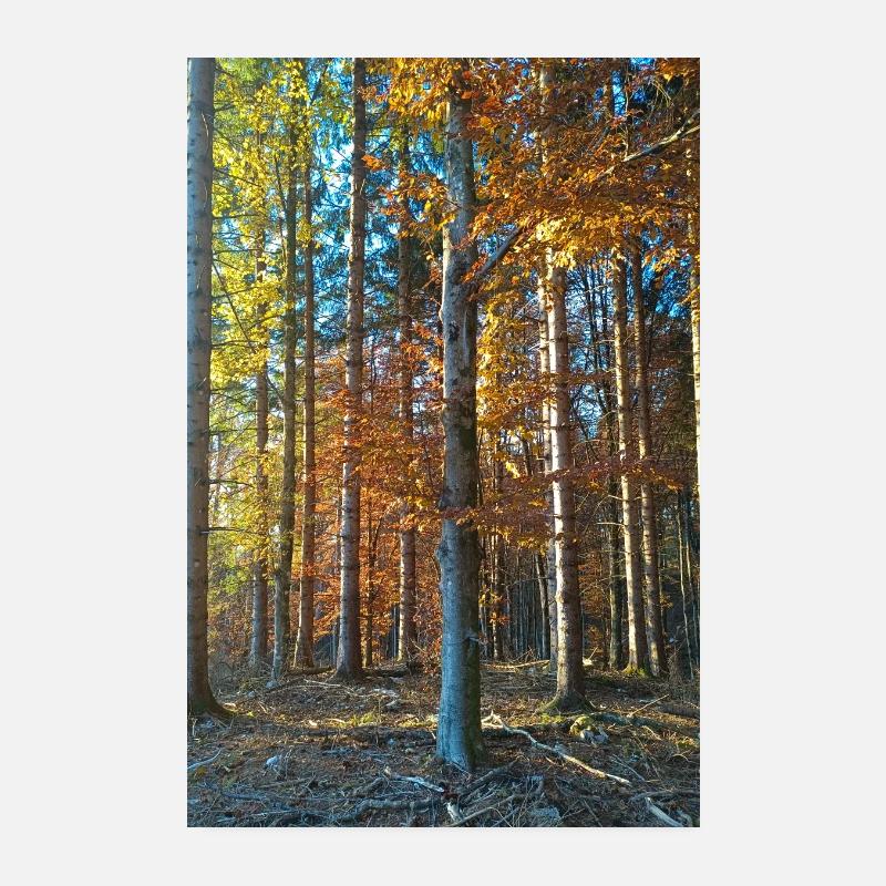 Couleurs d’automne dans une forêt de hêtres - Poster 20 x 30 cm - blanc