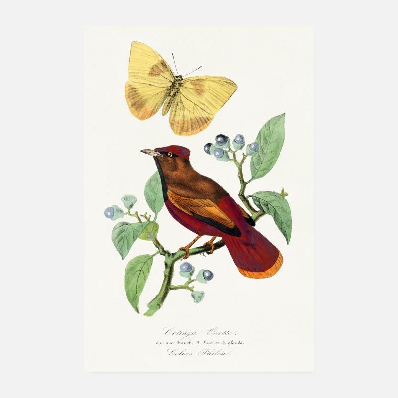 Cotinga Ouette on an acorn laurel branch Poster 8" x 12" (20x30 cm)