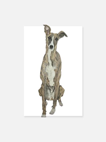 Greyhound Greyhound Dog Love Dog Sport Doglove - Poster 8" x 12" (20x30 cm) - white - Front