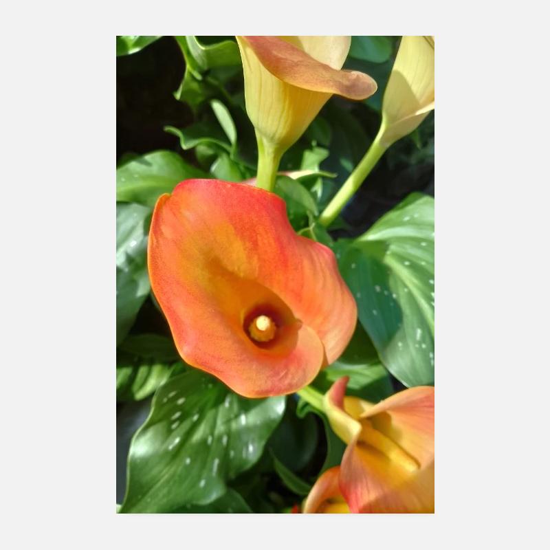 Orange Calla Blütenzauber Poster 20x30 cm