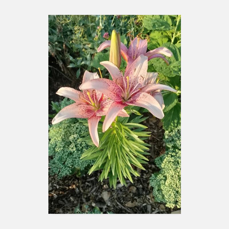 ROSA LILIEN Poster 20x30 cm