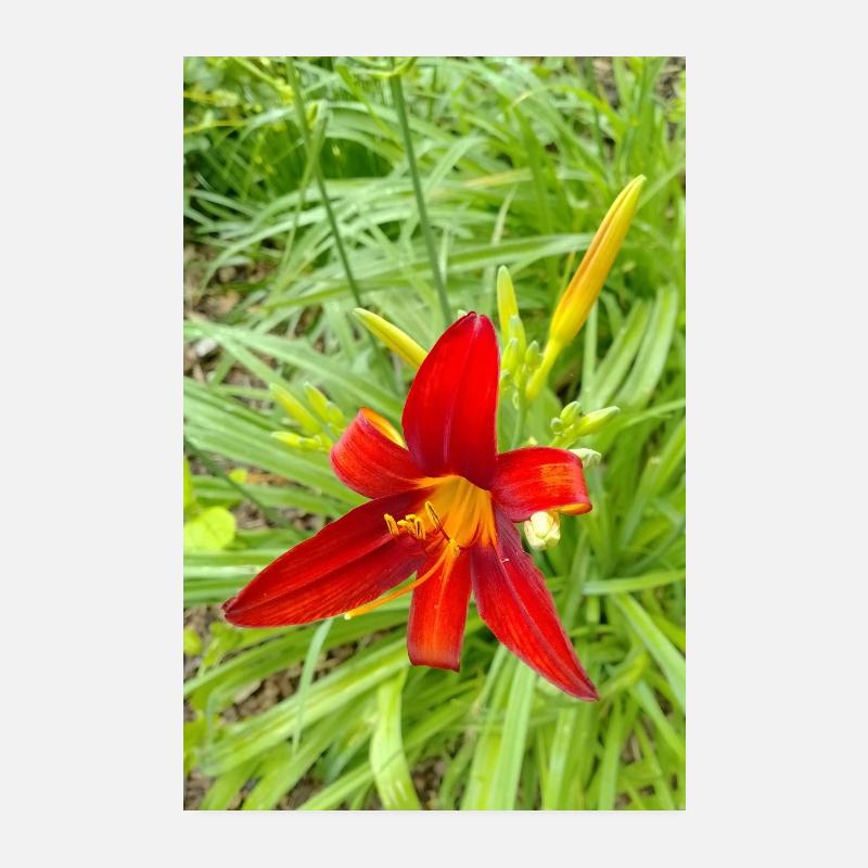 LYS DE FEU - Poster 20 x 30 cm - blanc