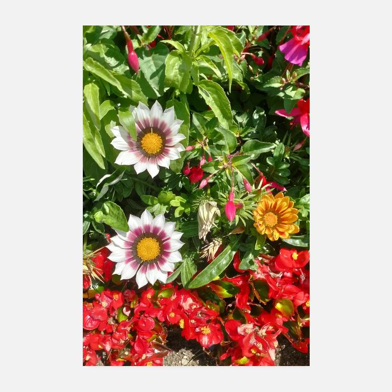 Mittagsblume – Sonnenkuss auf Lebensfreude Poster 20x30 cm