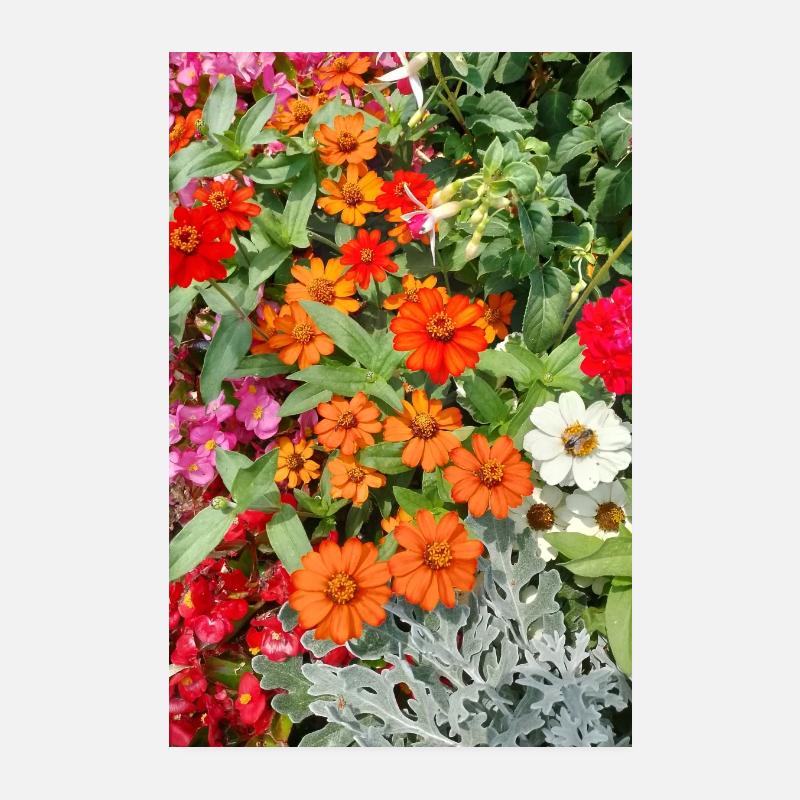 Blühender Garten – Farbenfrohe Stimmung Poster 20x30 cm