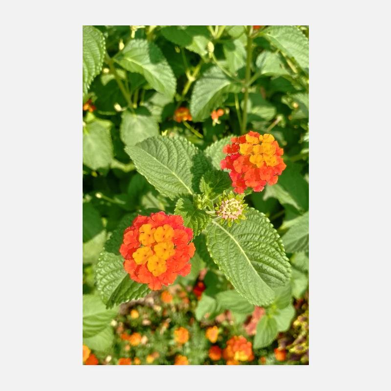 Blühender Garten – Farbenfrohe Stimmung Poster 20x30 cm