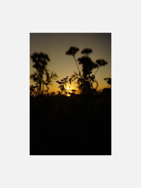 Sonnenuntergang In Schweden - Poster 20x30 cm - Weiß