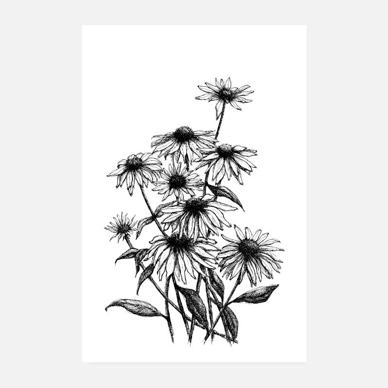 Sonnenhut Echinacea Tusche - Poster 20x30 cm - Weiß