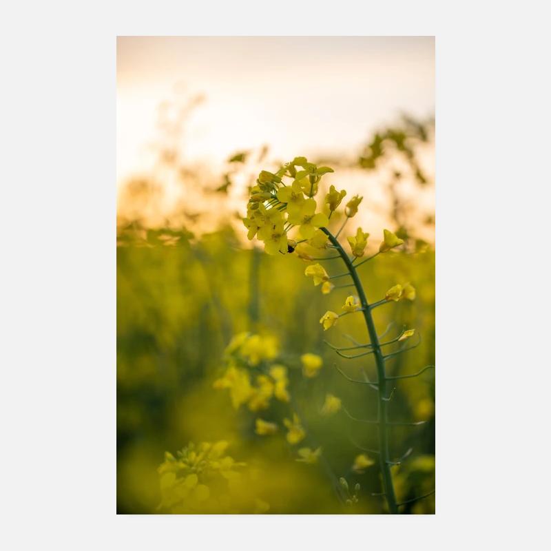 Colza - Poster 20 x 30 cm - blanc