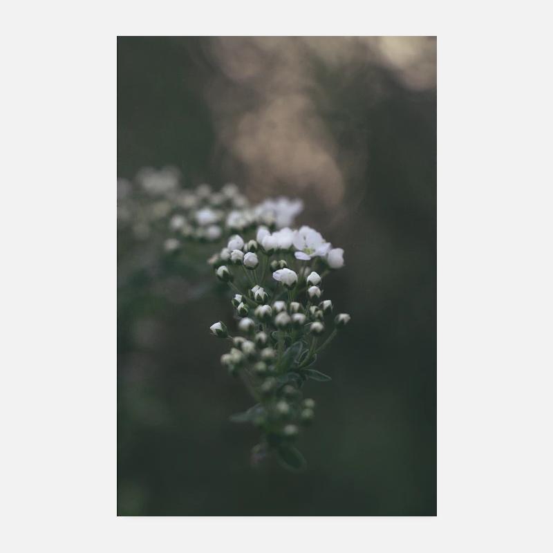 Gypsophila délicate en look bokeh Poster 20 x 30 cm