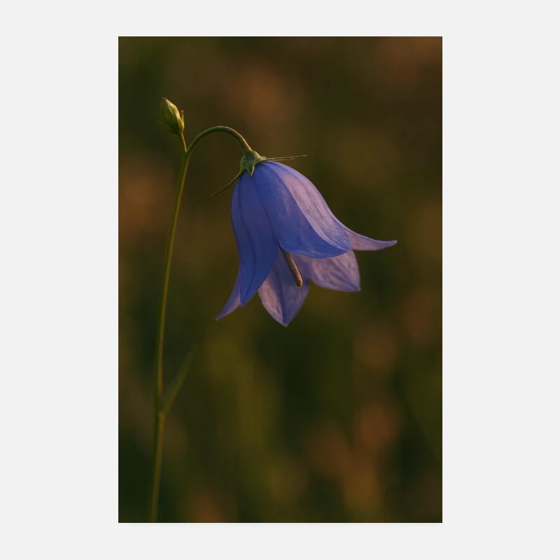 Nature - Fleurs - Jacinthes des bois Poster 20 x 30 cm